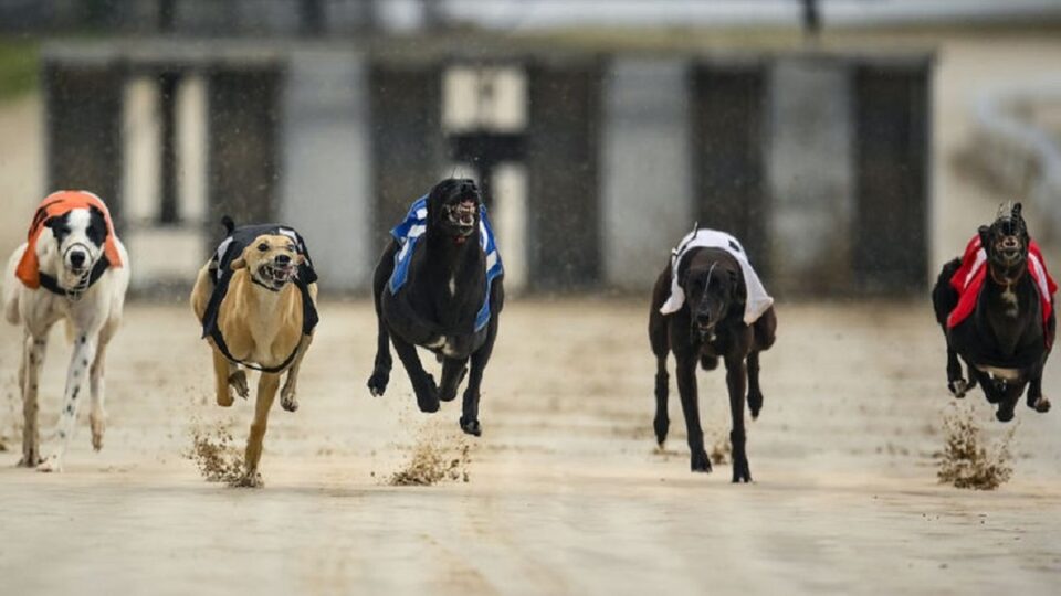 Greyhound Racing Betting Rules and Types